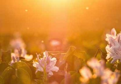 GUIDE DES FUNERAILLES